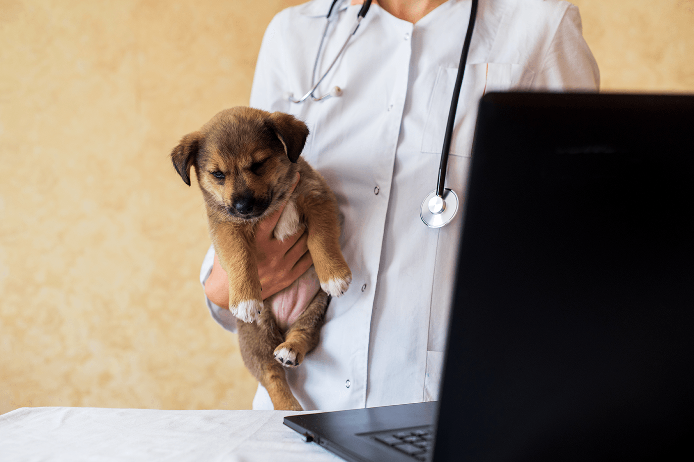 What Can Veterinary Technicians Handle With Virtual Care? Almost